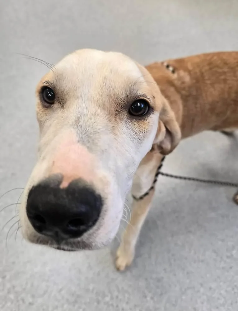 A baby large-sized male Hound dog named Strike for adoption in Wellington, KS