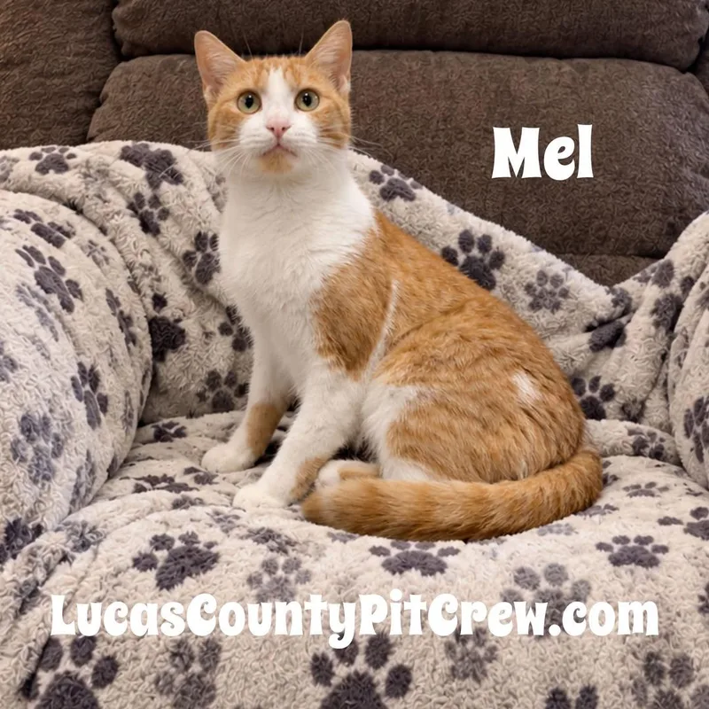 A young medium-sized female Orange & White Domestic Short Hair cat named Melody for adoption in Toledo, OH