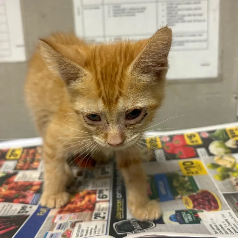 A baby small-sized female Orange / Red Domestic Short Hair cat named Kit for adoption in Yuma, AZ