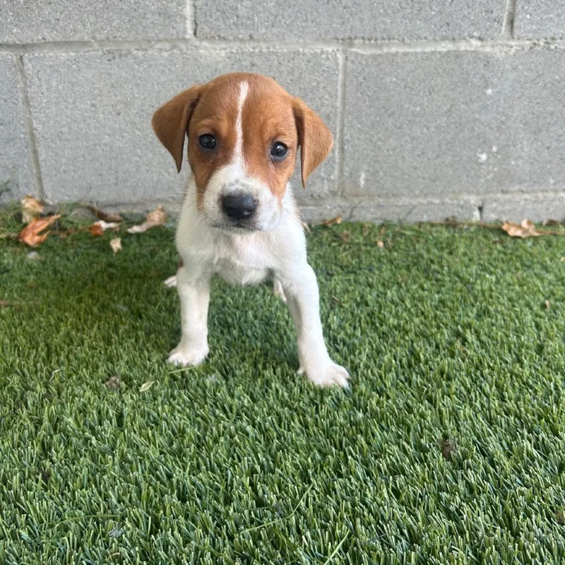 A young medium-sized male Black Treeing Walker Coonhound dog named Gunner for adoption in LOXAHATCHEE, FL