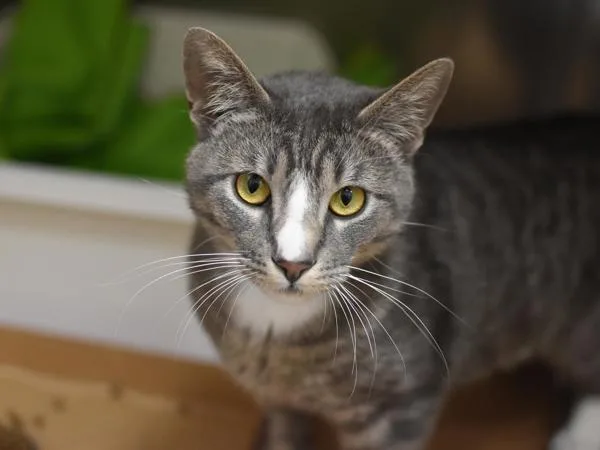 A young small-sized male Domestic Short Hair cat named Rigatoni for adoption in Portland, OR