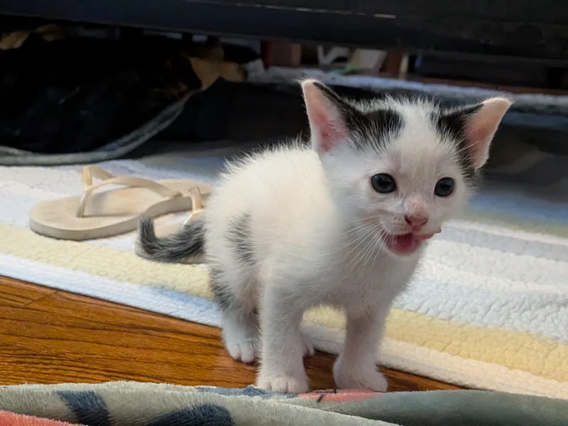 A baby medium-sized male Domestic Medium Hair cat named Snowball for adoption in Crystal Lake, IL