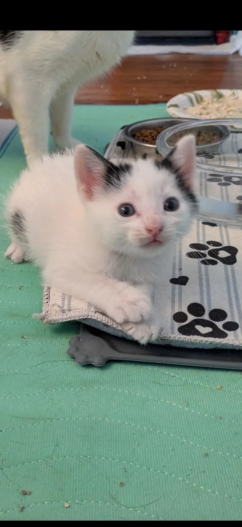 Snowball thumbnail 2