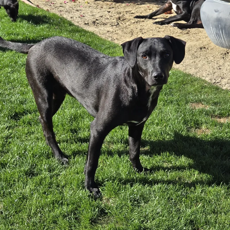 An adult small-sized male Black Mixed Breed dog named Cash for adoption in Palm Desert, CA