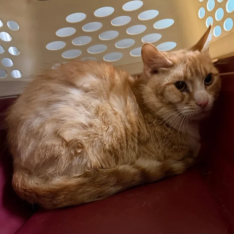 An adult medium-sized male Orange / Red Domestic Short Hair cat named Grilled Cheesus for adoption in Charlottesville, VA
