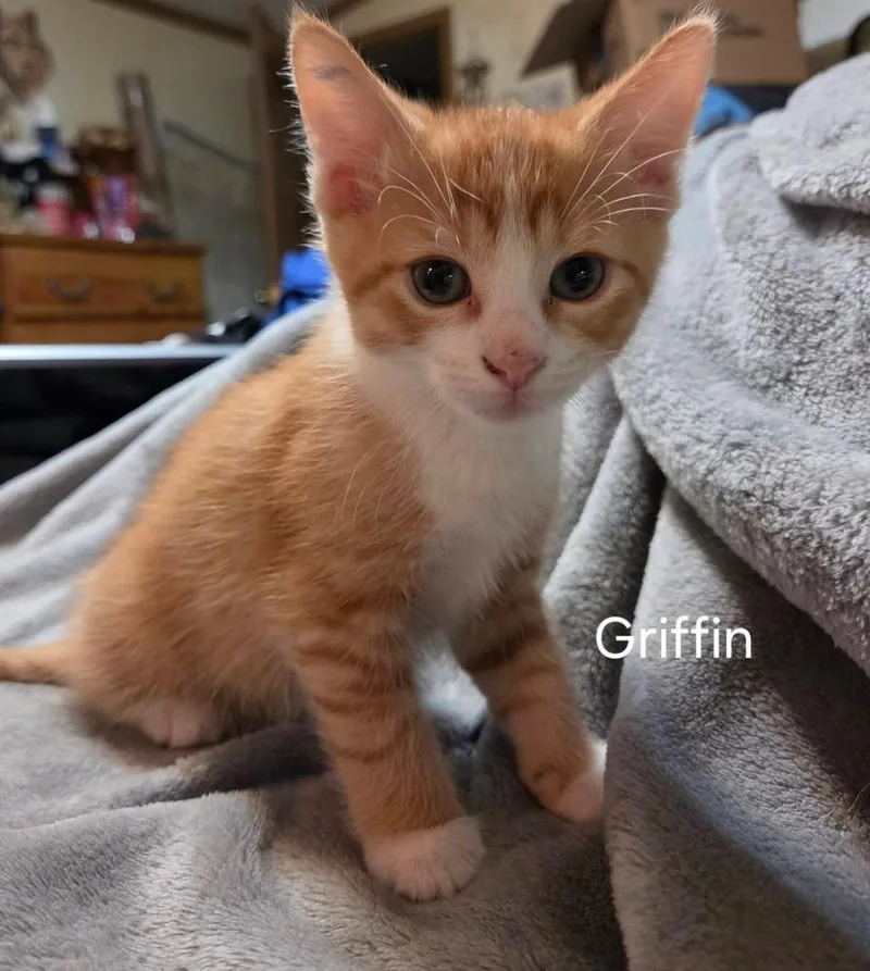 A baby small-sized male Domestic Short Hair cat named Griffin for adoption in Metamora, IL