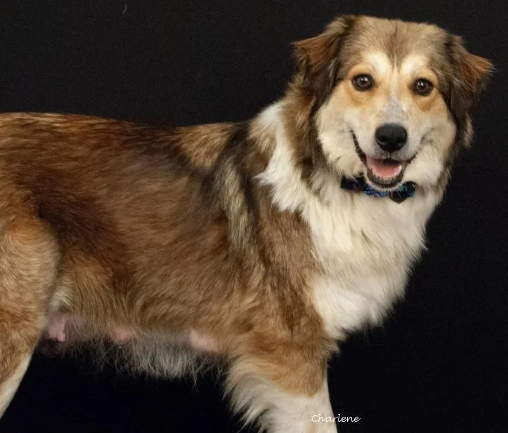 An adult medium-sized female Tricolor (Brown, Black, & White) Collie dog named Flower for adoption in Newland, NC