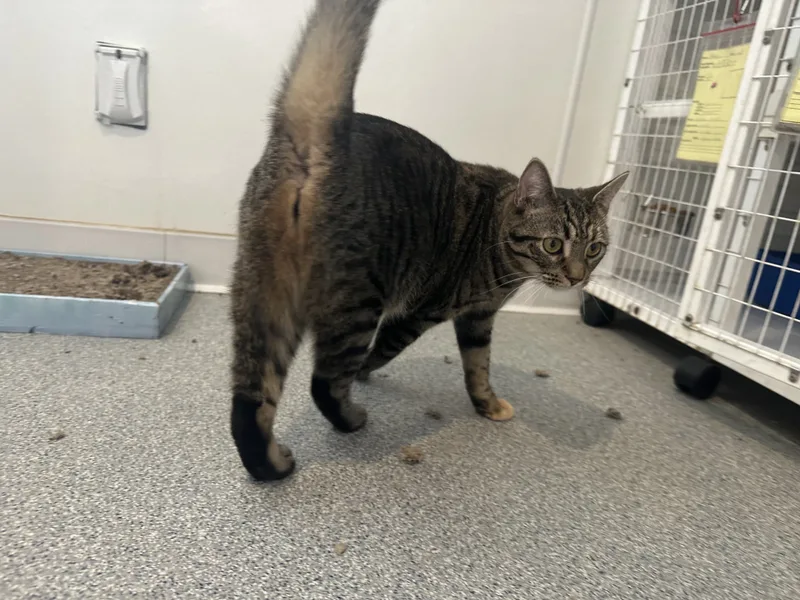 Sriracha thumbnail 2