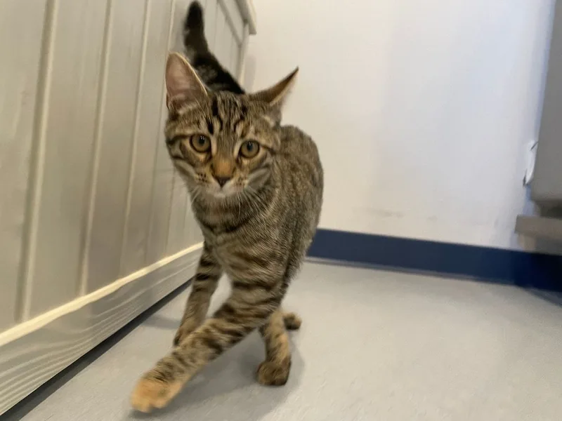 Sriracha thumbnail 3