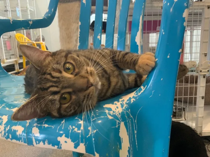 Sriracha thumbnail 4