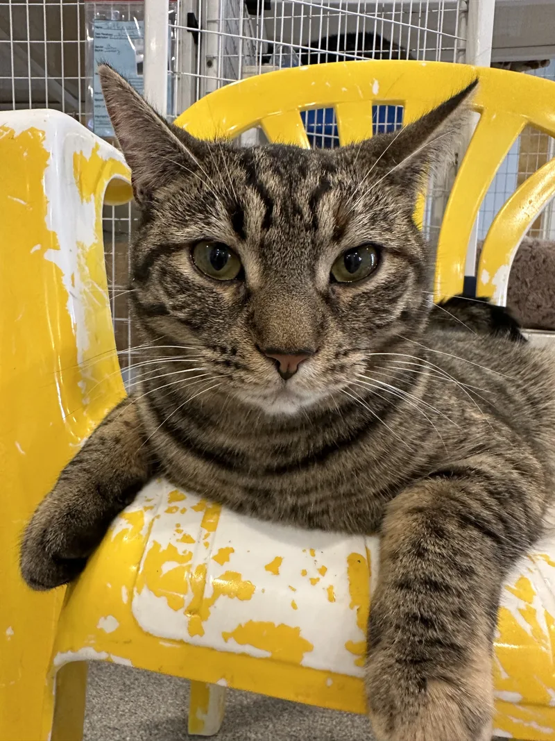 Sriracha thumbnail 5