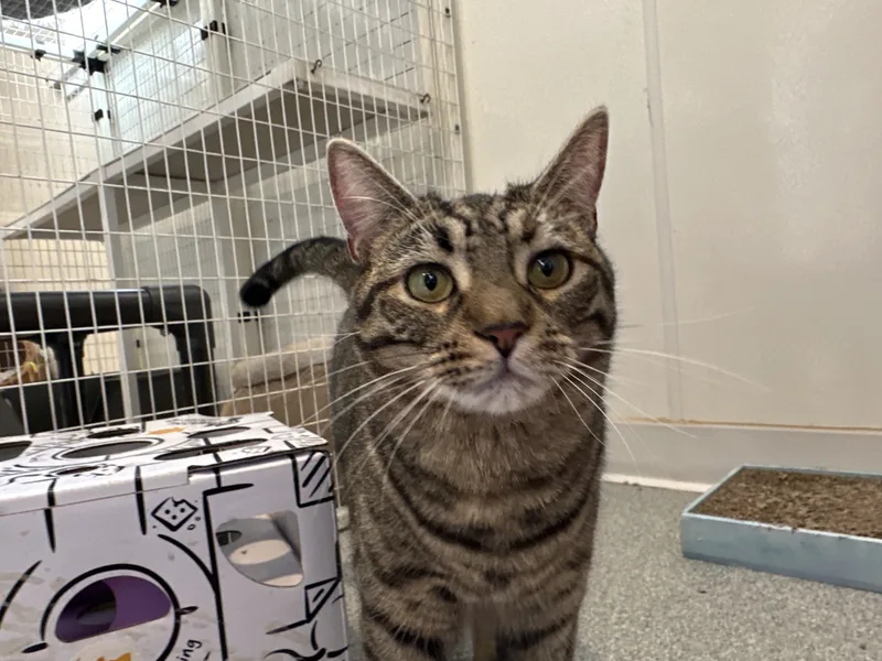 Sriracha thumbnail 6