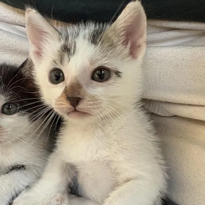 A baby small-sized male White Domestic Short Hair cat named Goose for adoption in Point Richmond, CA