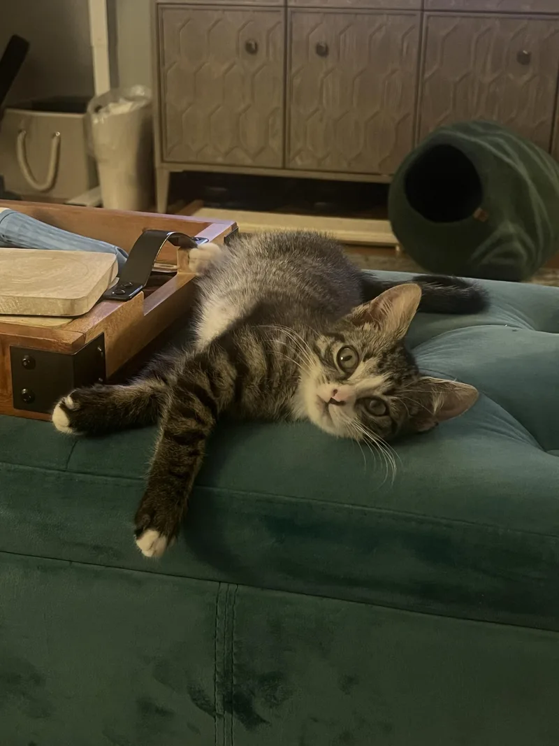 A baby small-sized female Tabby (Buff / Tan / Fawn) Domestic Short Hair cat named Truffle Blue for adoption in Long Island City, NY