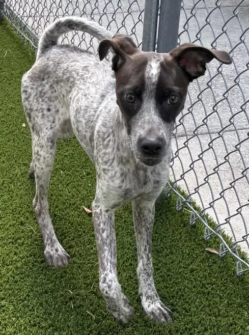 A young medium-sized female German Shorthaired Pointer dog named Poppi for adoption in Texas City, TX