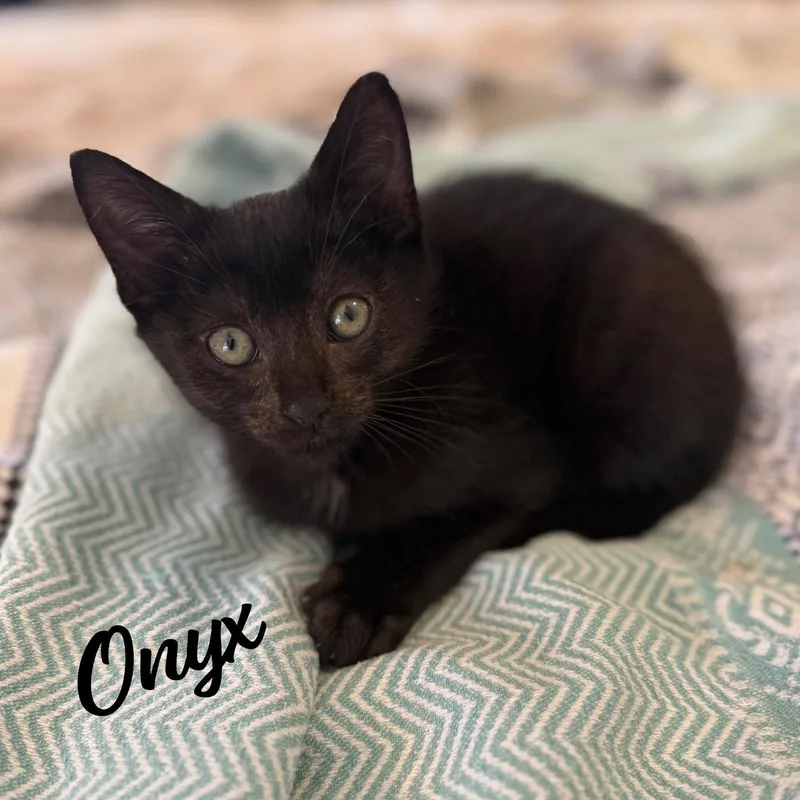 Onyx Gemstonetrio