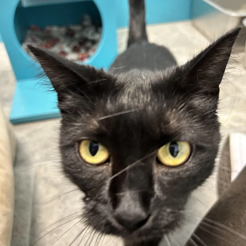 A young medium-sized female Black Domestic Short Hair cat named Coraline for adoption in Grand Rapids, MI