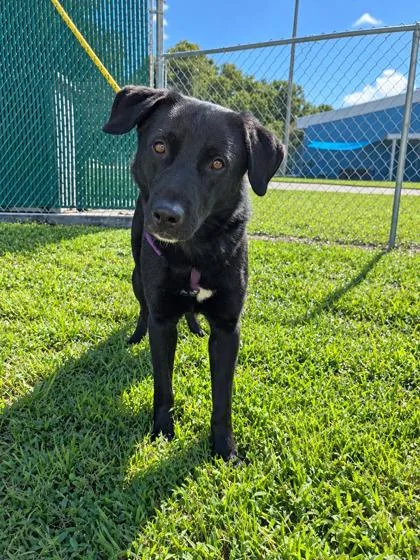 An adult large-sized male Mixed Breed dog named Big Man for adoption in Vero Beach, FL
