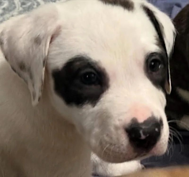 A baby medium-sized male Tricolor (Brown, Black, & White) Staffordshire Bull Terrier dog named Bandit for adoption in Redlands, CA