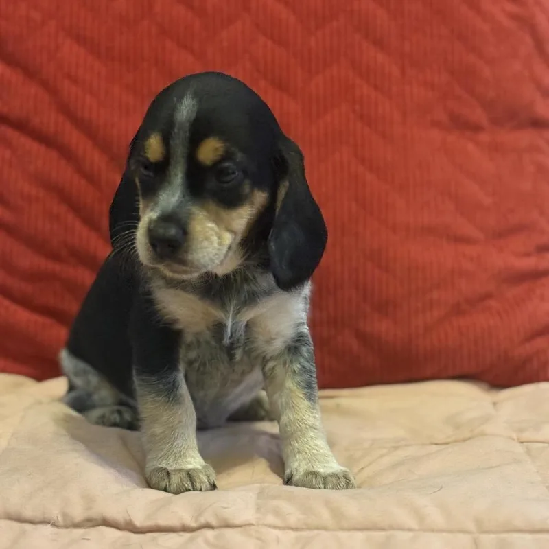 A baby small-sized female Black Mixed Breed dog named Sweet Evelyn for adoption in Chantilly, VA