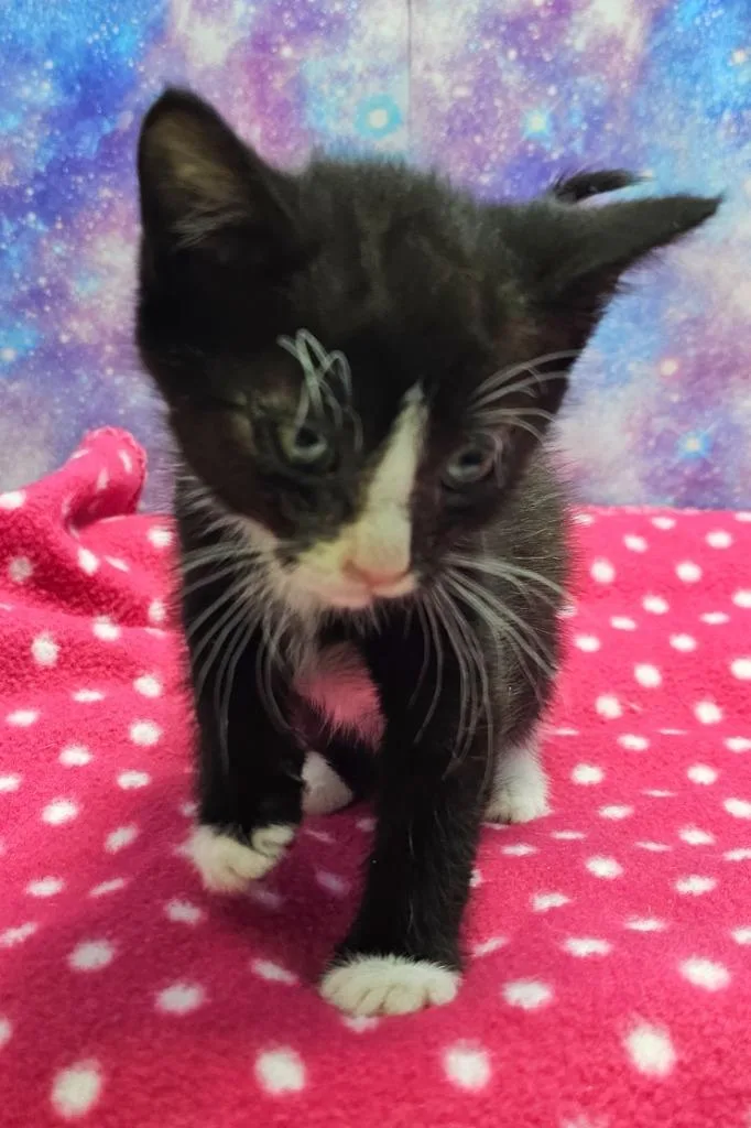 A baby small-sized male Domestic Short Hair cat named Sparky for adoption in Washington Court House, OH