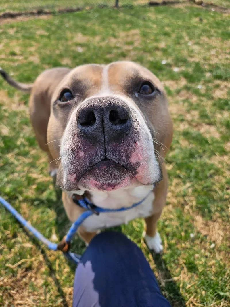 Toaster Strudel thumbnail 3