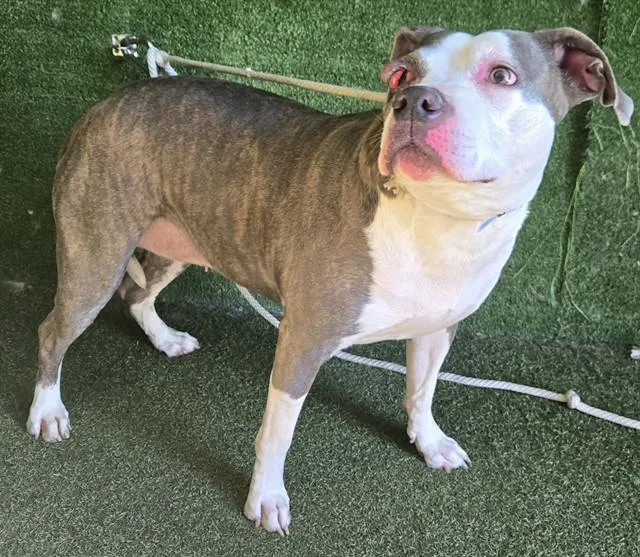 An adult large-sized female Pit Bull Terrier dog named Dutches for adoption in Lancaster, CA