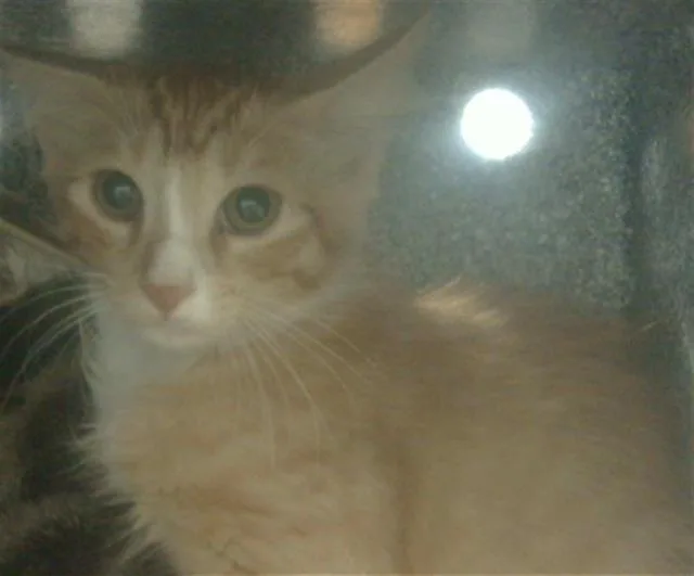 A baby medium-sized female Domestic Medium Hair cat named Parker for adoption in Dallas, TX