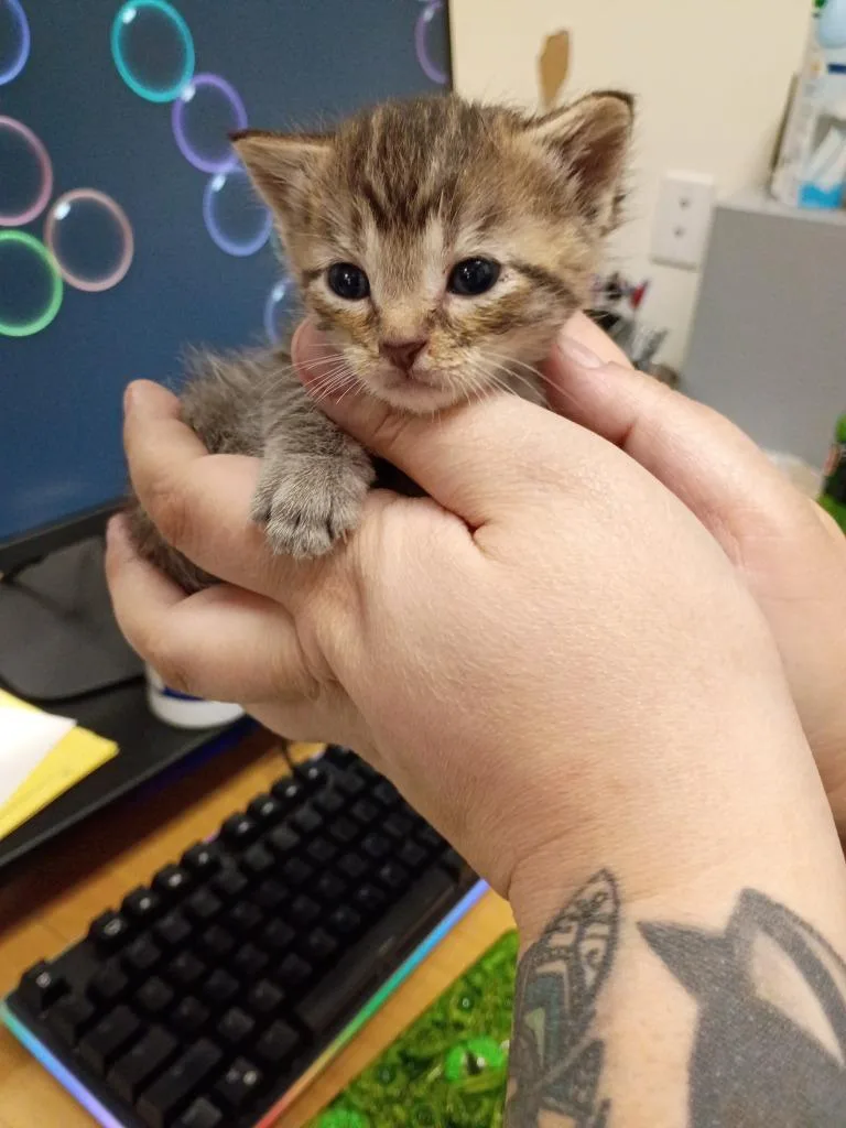 A baby medium-sized male Domestic Short Hair cat named Balsamic for adoption in Hamilton, OH