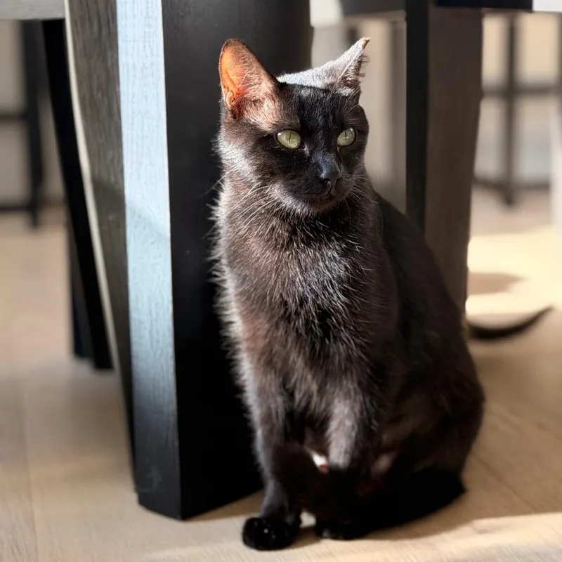 A young medium-sized female Black Domestic Short Hair cat named Cha Cha for adoption in Austin, TX