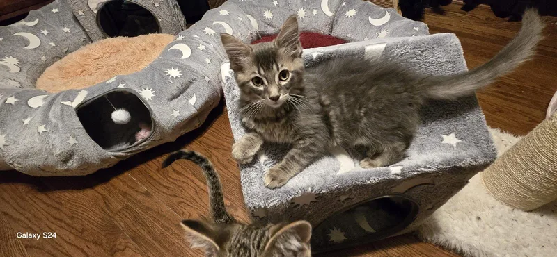A baby medium-sized male Domestic Medium Hair cat named Captain Morgan for adoption in Walled Lake, MI