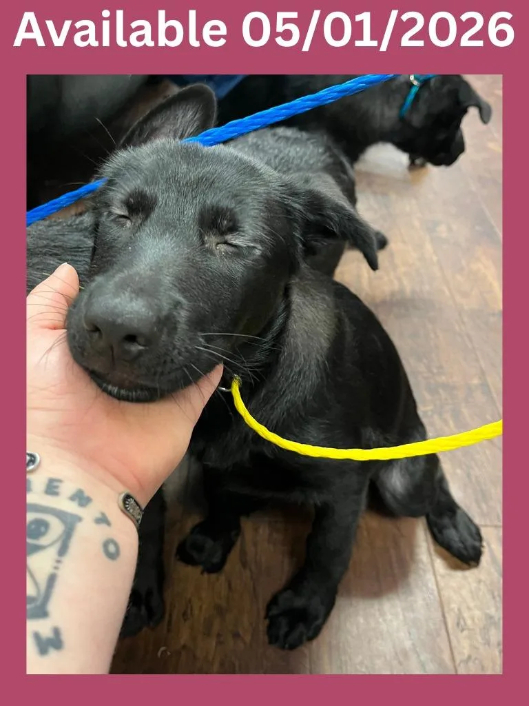 A baby large-sized female Labrador Retriever dog named Dog Kennel for adoption in Greenville, TX