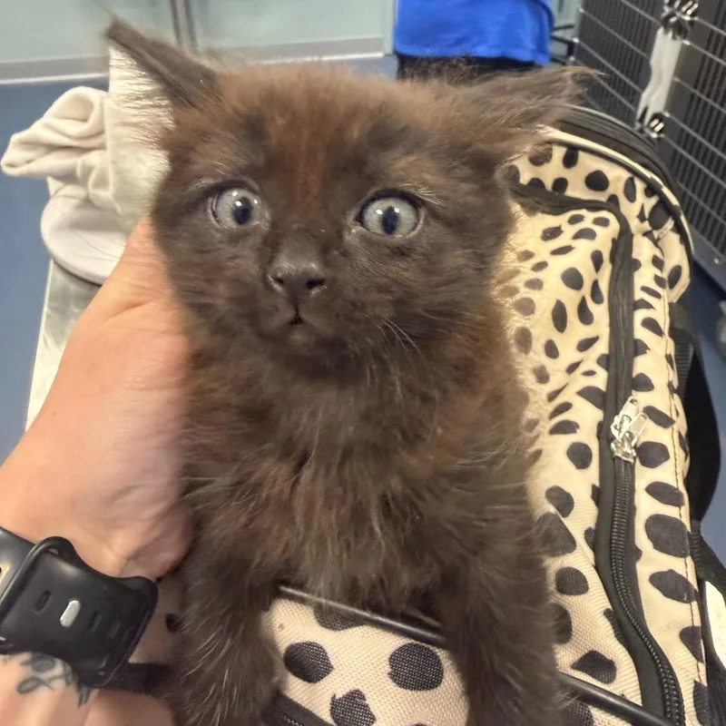 A baby small-sized male Black Domestic Long Hair cat named Rice Krispies for adoption in Greensboro, NC