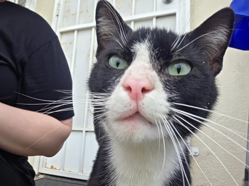 A young medium-sized male Domestic Short Hair cat named Gideon for adoption in San Pedro, CA