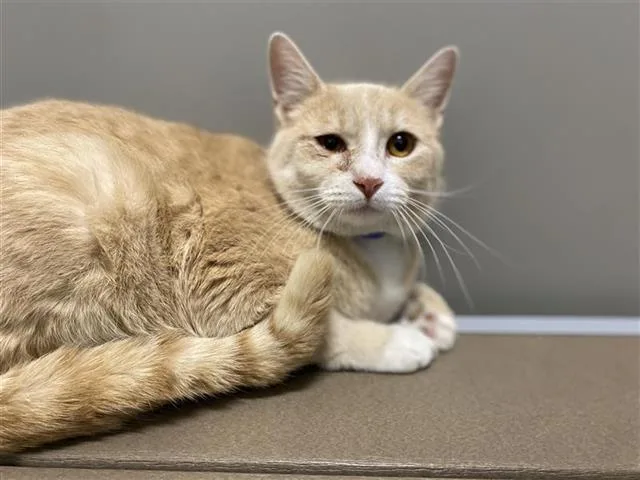 A young small-sized male Domestic Short Hair cat named Butters for adoption in Saint Louis, MO