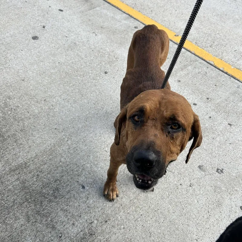 An adult medium-sized male Brown / Chocolate Hound dog named Dickinson for adoption in League City, TX