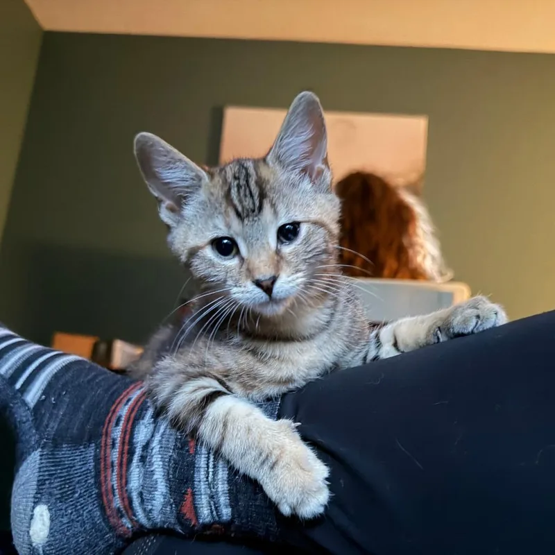A baby small-sized male Domestic Short Hair cat named Thyme for adoption in Springfield, MA