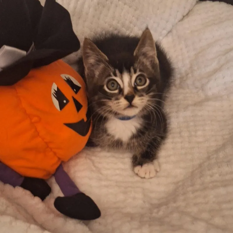 A baby medium-sized male Tabby (Gray / Blue / Silver) Tabby cat named Hex for adoption in Pasco, WA