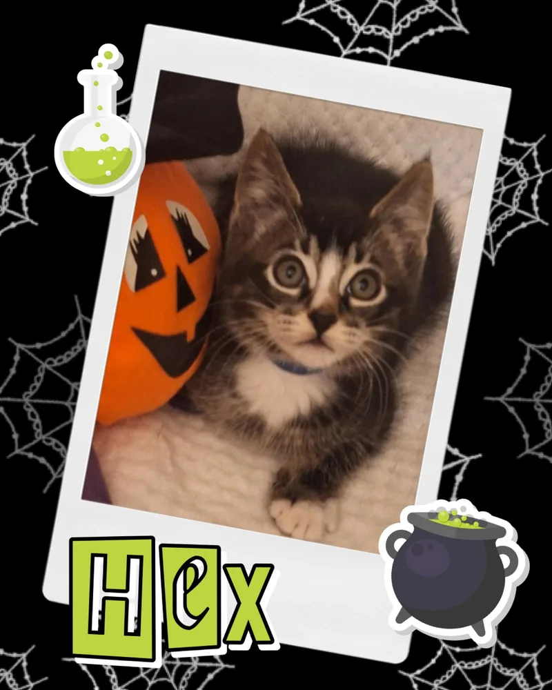 Hex thumbnail 2