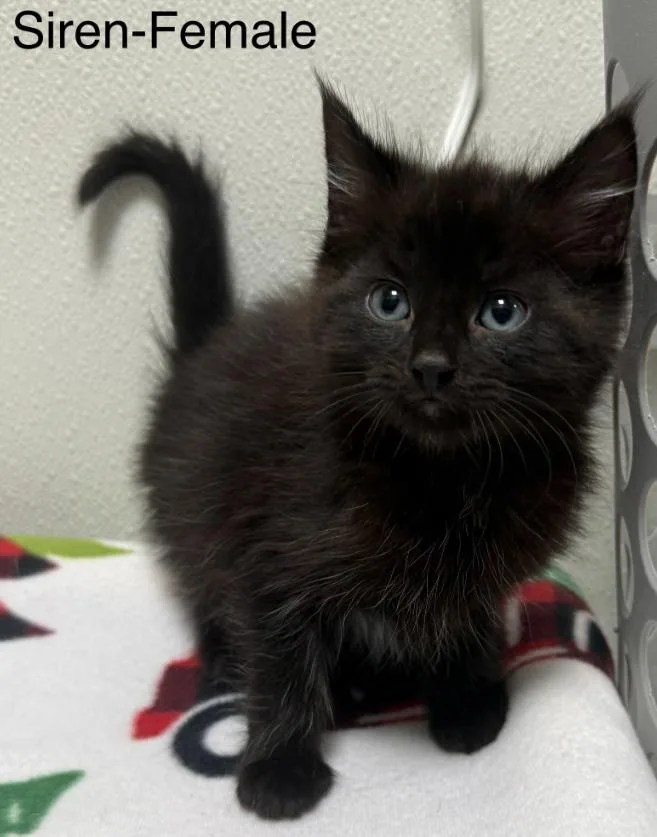 A baby medium-sized female Black Domestic Short Hair cat named Siren for adoption in Hornell, NY