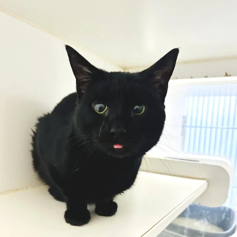 A senior medium-sized male Black Domestic Short Hair cat named Pepper for adoption in Fallon, NV