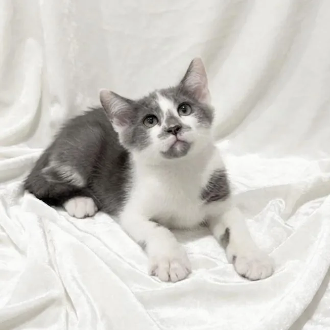 A baby small-sized male Domestic Short Hair cat named Smudge for adoption in Miami, FL