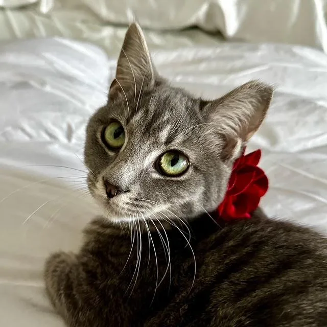 Lydia  Female  thumbnail 3