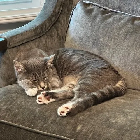 Lydia  Female  thumbnail 5