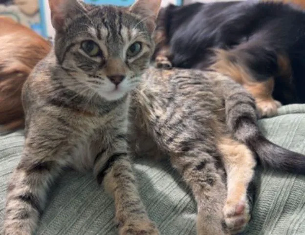 A young medium-sized female Tabby (Gray / Blue / Silver) Domestic Short Hair cat named Jade for adoption in Anchorage, AK
