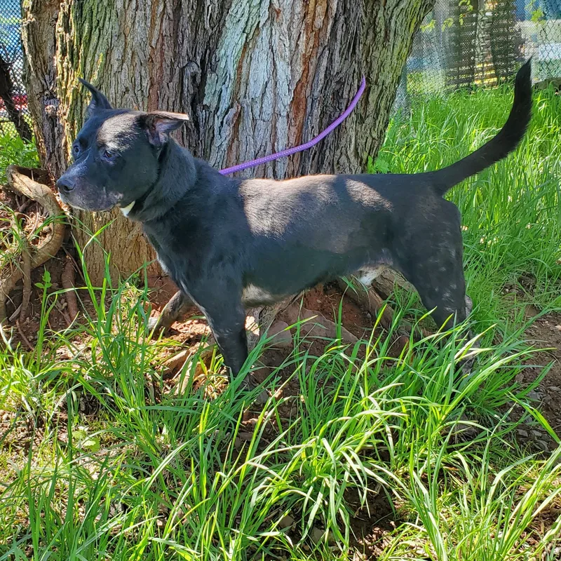 An adult medium-sized male Black Pit Bull Terrier dog named Cynder for adoption in Jersey city, NJ