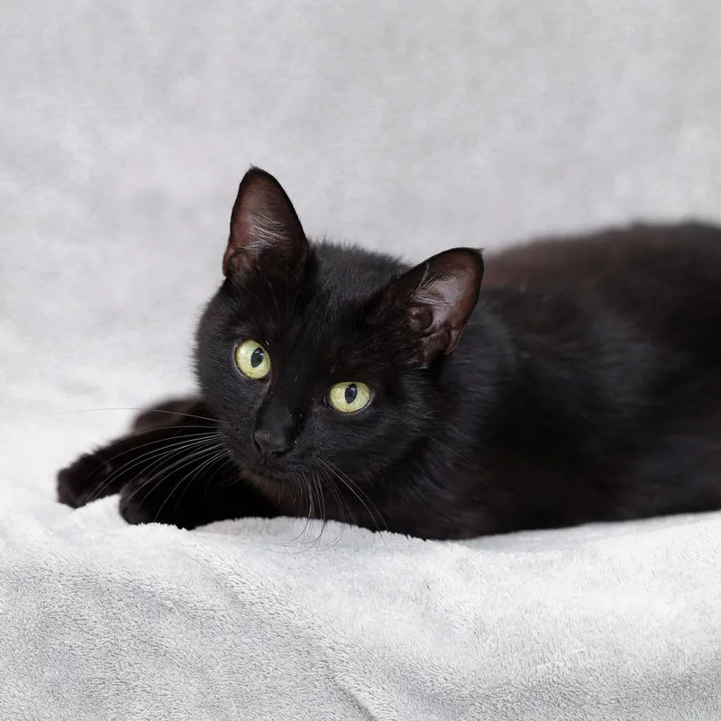 A young medium-sized female Black Domestic Short Hair cat named Mari for adoption in Sunnyvale, CA