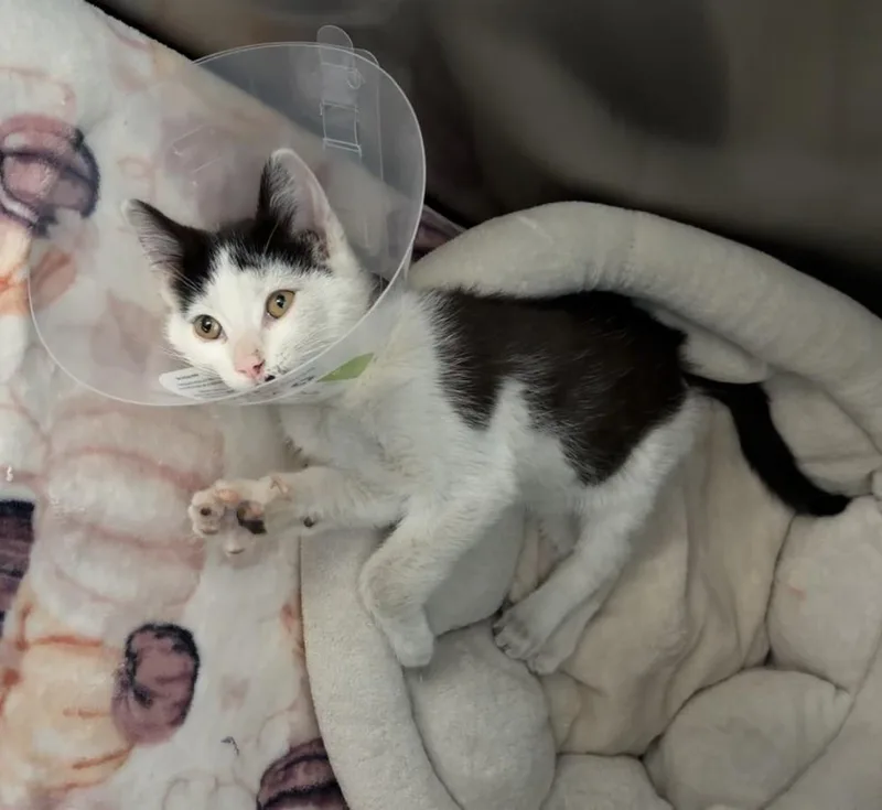 A young small-sized male Black & White / Tuxedo Domestic Short Hair cat named 61266611 for adoption in Elko, NV