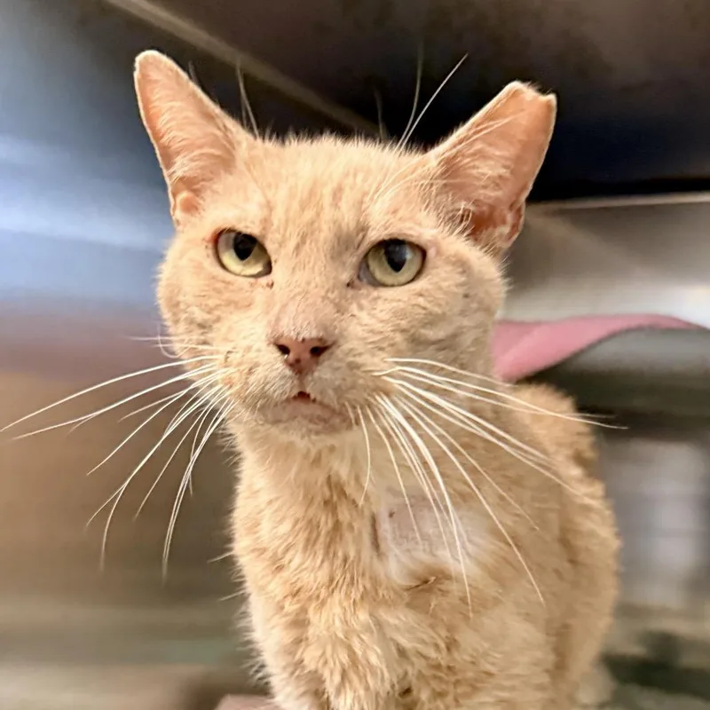 Carlitos thumbnail 2