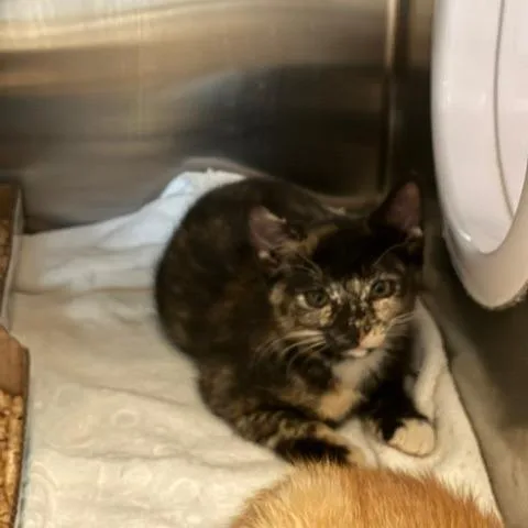 A baby small-sized female Tortoiseshell Domestic Medium Hair cat named Penelope for adoption in Los Angeles, CA
